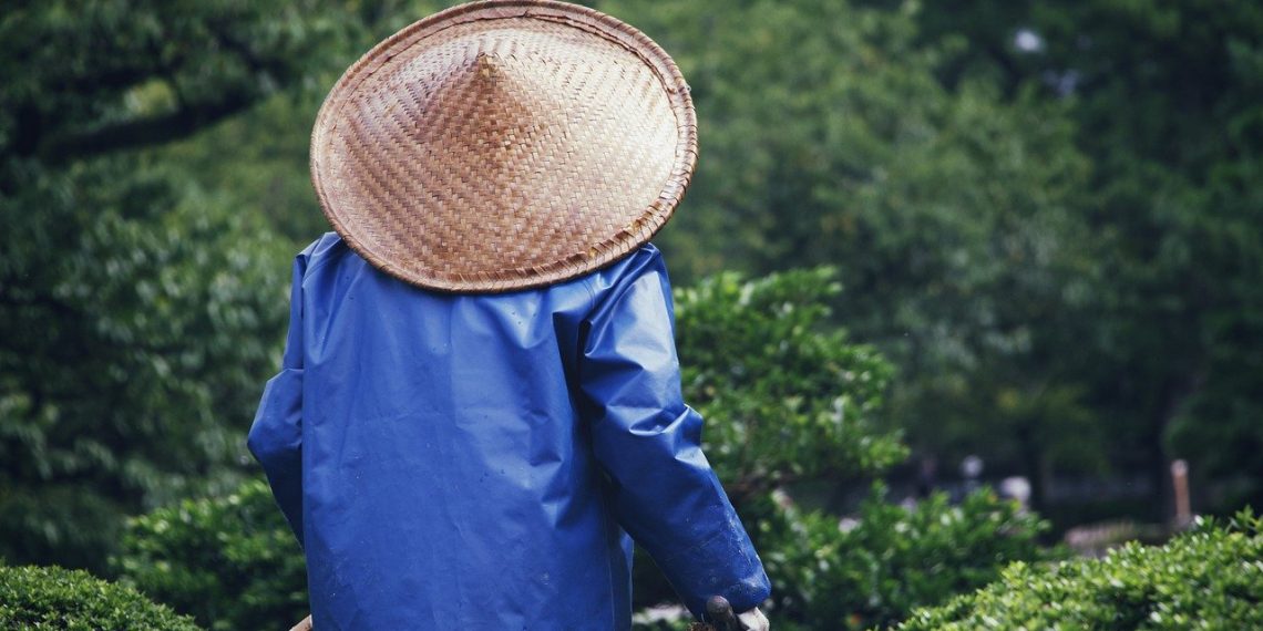 Découvrez l’essentiel sur l’entretien des arbres